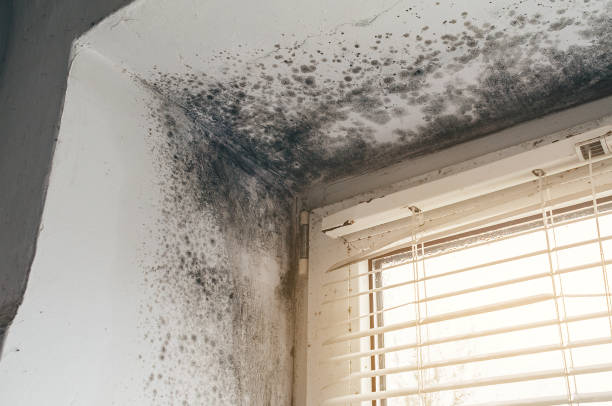 Affordable Crawl Space Mold Removal solutions in Broad Top, PA